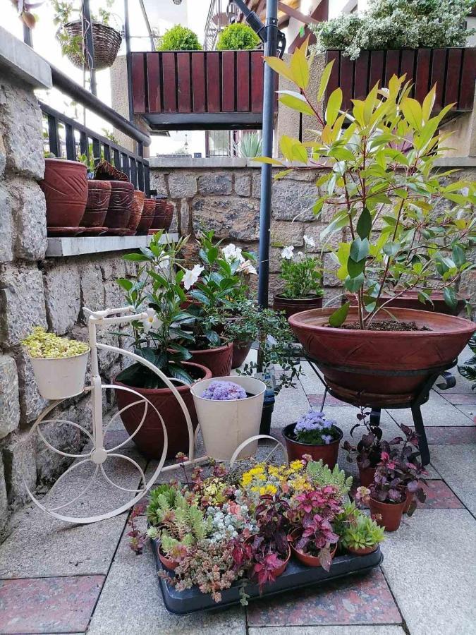 Mia Ohrid